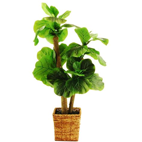 The spruce / corinne bryson. LCGFlorals Mini Fiddle-Leaf Fig Tree in Basket & Reviews ...