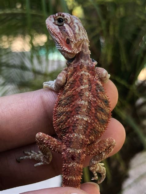 Hypo Trans Red Central Bearded Dragon By Celebrity Reptiles Morphmarket