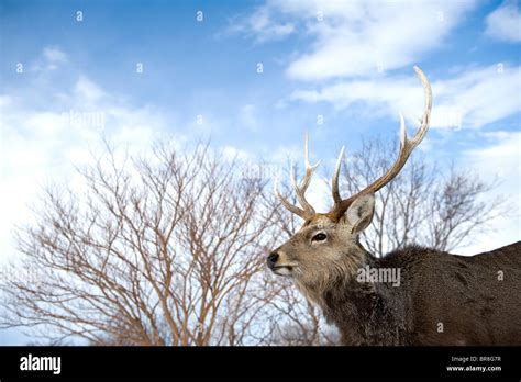 Male Sika Deer Cervus Nippon Stock Photo Alamy