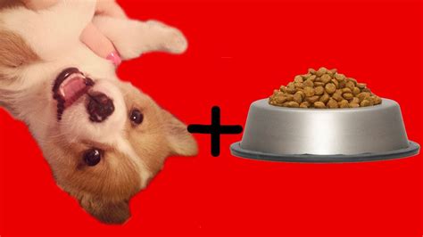 This is the best dog food for corgis that have food sensitivities. Puppy Corgi Reacts to Food - YouTube