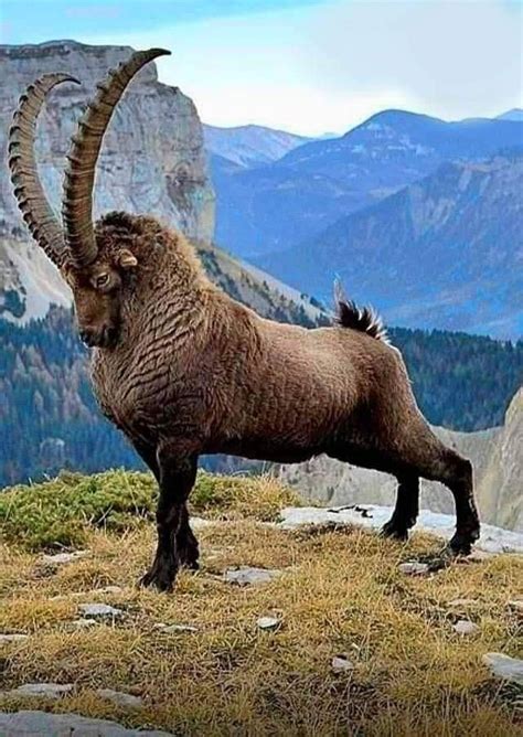 Pin on Animals/Животные