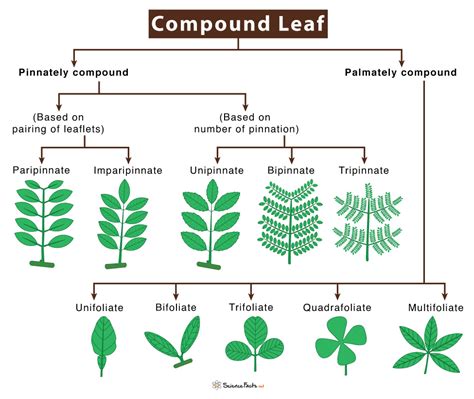 Different Types Of Leaves With Names And Pictures
