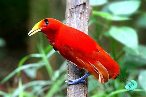 King Bird Of Paradise Most Beautiful Birds Beautiful Birds Birds Of