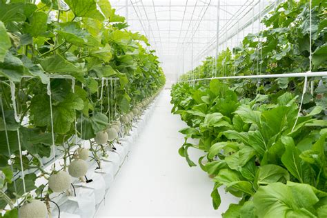 โรงงานผลิตพืช…ก้าวที่ท้าทายของเกษตรกรยุค Smart Farming - ข่าวและบทความ ...