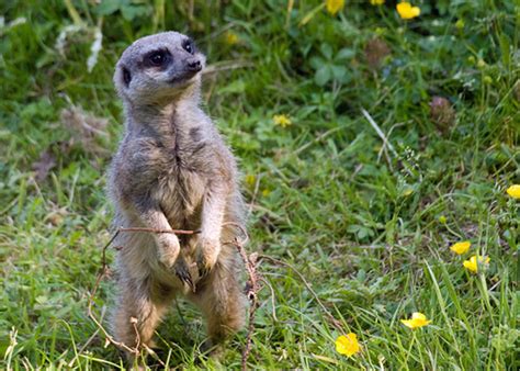 The 12 Coolest Exotic Pets That You Can't Own | PetHelpful