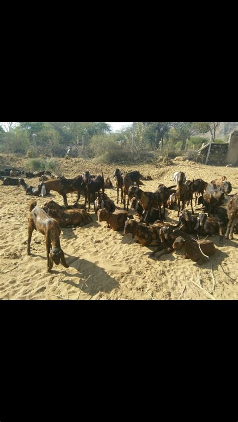 Both Goats Female At Rs 230kilogram In Jabalpur Id 14808134912