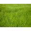 Green Barley Field  Hordeum Vul… Flickr
