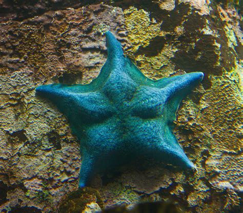 Blue Bat Starfish On A Rock Photograph By Eti Reid