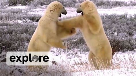 Polar Bears Fighting Youtube