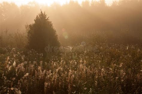 Meadow Sunrise At Foggy Morning Nature Landscape Stock Image Image Of