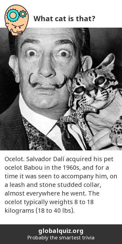What Cat Is That Ocelot Salvador Dalí Acquired His Pet Ocelot Babou