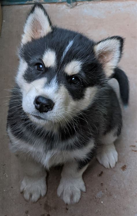 Siberian Husky Puppies For Sale | Snowflake, AZ #327876