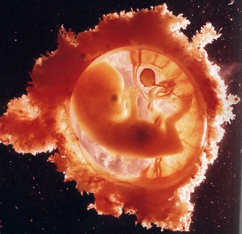 Edumission Science Pregnancy And Foetal Development