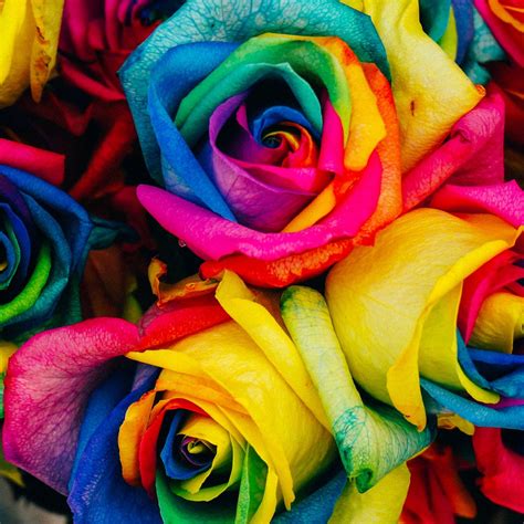 Rainbow Roses Tap To See More Color Full Wallpapers Mobile9 Rainbow Roses Home Wall Art