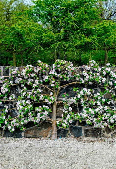 Espalier Fruit Trees Why Theyre Great For Small Gardens Garden