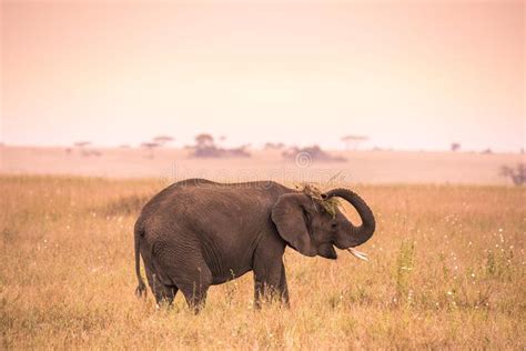 Young African Baby Elephant In The Savannah Of Serengeti At Sunset