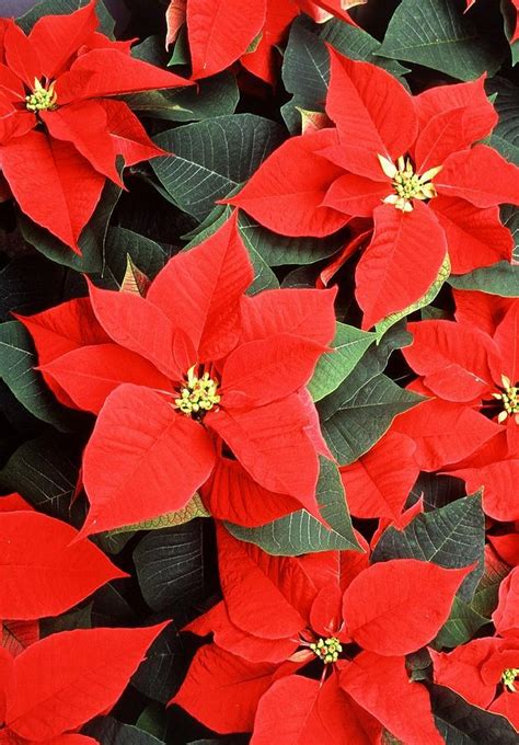 Beautiful Red Poinsettia Christmas Flowers Photograph By Taiche Acrylic