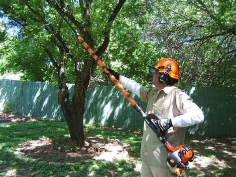 The businesses listed also serve surrounding cities and neighborhoods including plant city fl, tampa fl, and ruskin fl. Tree Trimming Gainesville FL | Collins Tree Service ...