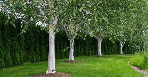 West Himalayan Birch Tree Paraics Plant Of The Month November 2018