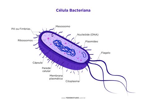 Célula Bacteriana Conheça As Estutrutas Que Compõem Esse Tipo Celular