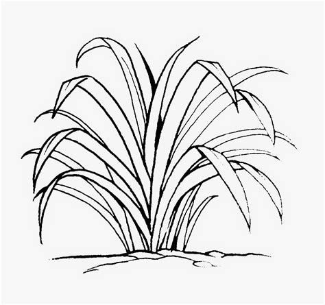 Lukisan arnab hitam putih cikimm com. Dunia Sekolah: Gambar Hitam Putih (Drawing) - Bunga & Pokok