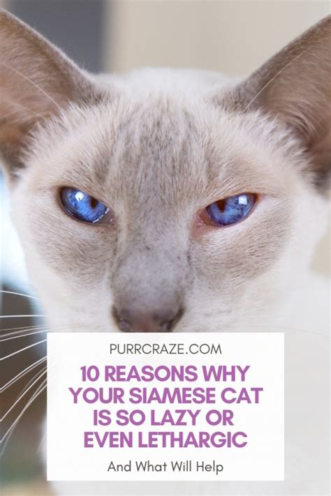 10 reasons why your siamese cat is lazy or even lethargic purr craze