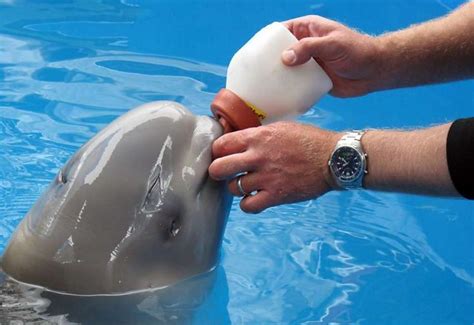 Feeding A Baby Beluga Beluga Whale Cute Animals Beluga
