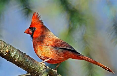 Wild Birds Unlimited Photo Share Cardinal That Reflects The Season