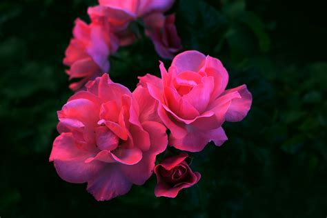 Free Images Nature Petal Flora Flowers Petals Pink Rose