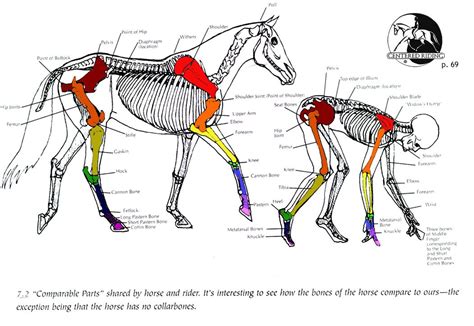 Horse Anatomy Horse And Human Horse Joint