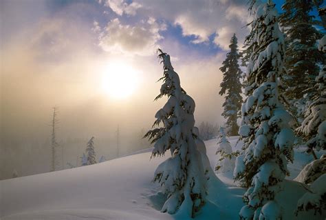 Snow Covered Pine Trees Sunrise Photograph By Panoramic Images