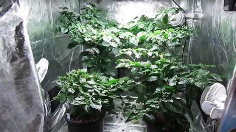 Chili peppers are widely popular and used in many countries to add heat to dishes. Indoor Grow Tent: Trinidad Moruga Scorpions - YouTube