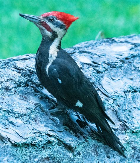 A Pileated Woodpecker In Holiday Mode Flying Lessons