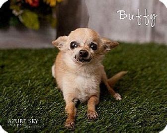 These pet adoption statistics and facts for 2021 will answer some questions you might have and pet adoption statistics and facts below can help you learn about the state of the animals we like to take on as. Mesa, AZ - Chihuahua Mix. Meet Buffy, a dog for adoption ...
