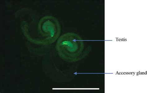 Role Of Sex Peptide In Drosophila Males Intechopen