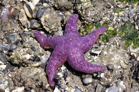 Purple Sea Star Pisaster Ochraceus This Lone Sea Star Wa Flickr