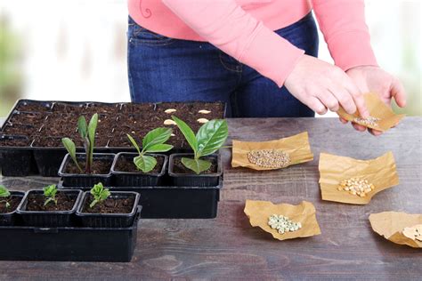 What Are Some Forms Of Plant Propagation Gardening Know How