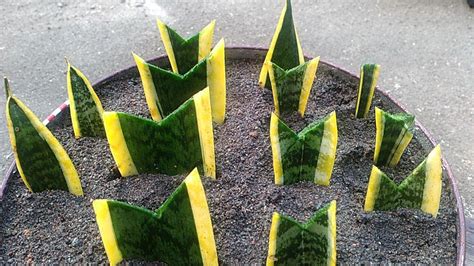 Brown leaf tips on spider plants is often caused by over or underwatering. Snake Plant Propagation By Leaf Cuttings with Sand - YouTube