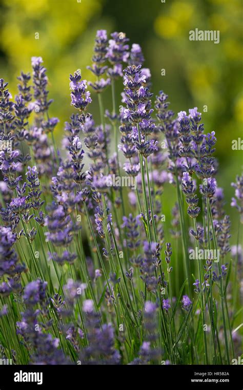 La société Lavendel Schmalblättriger Lavendel Lavandula angustifolia