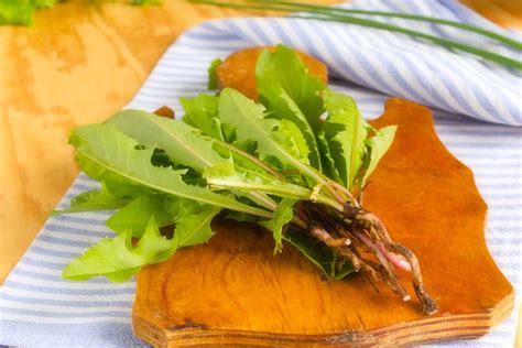 Löwenzahn mag das unkraut ihres rasens oder gartens sein. Löwenzahnwurzel essbar? Inhaltsstoffe, Anwendung und Wirkung