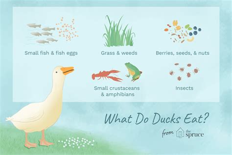 What Do Ducks Eat Diets And Feeding Wild Duck What Ducks Eat