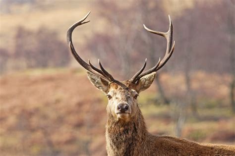 Red Deer Stag Portrait Spotlight Images
