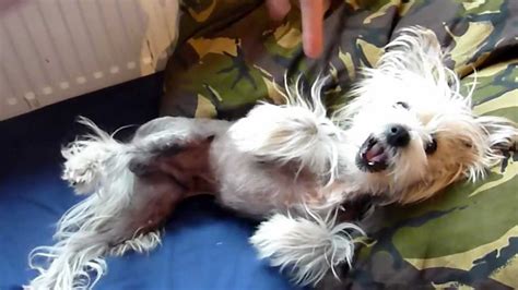Chinese Crested Dog Playing Funny Video Youtube