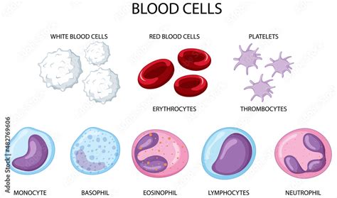 Type Of Human Blood Cells On White Background Stock Vector Adobe Stock