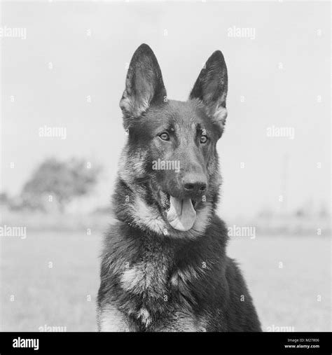 German Shepherd Dog Portrait Stock Photo Alamy