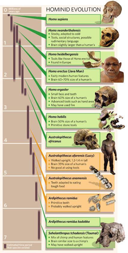 Hominid Timeline Chart
