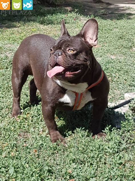 Đây là giống chó mới được lai tạo từ cuối thế kỷ xix. Bull Pháp Socola Ức Trắng Pet Plaza