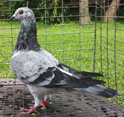 Pigeon trailer for sale for transport to racing locations. Pigeons For Sale