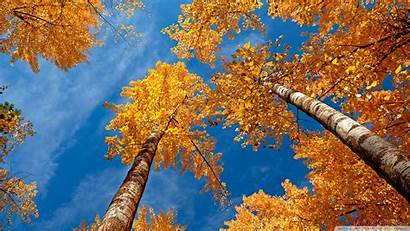 Fall Trees Autumn Wallpoper Sky осени