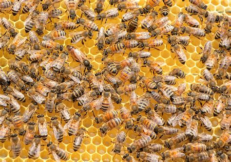 Microbiome What Can We Learn From Honey Bees ELife